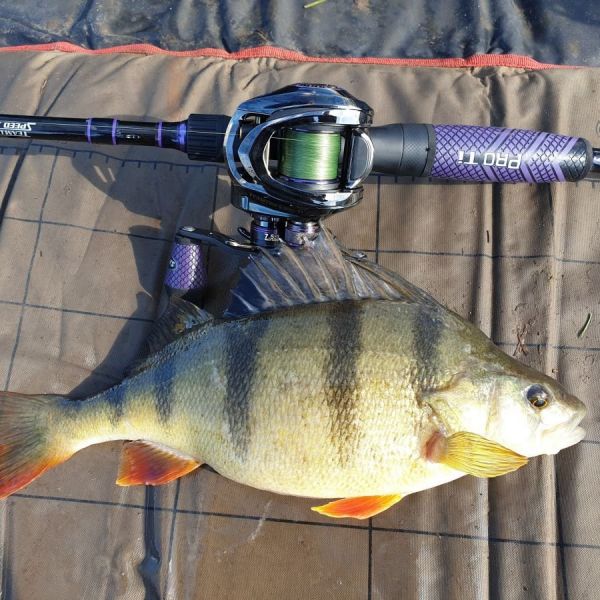 Clear Water Perch Fishing Tips: Jason Stokes