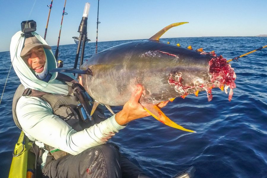 https://www.railblaza.com/assets/Blog/Yellowfin-tuna-attacked-by-shark-kayak-fishing-hawaii.JPG